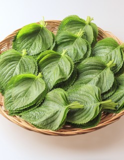 친환경 깻잎 30g/1봉