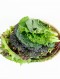 신선한 쌈모듬 150g