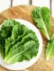 친환경 청상추 100g