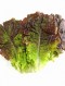 친환경 무농약 적상추 100g
