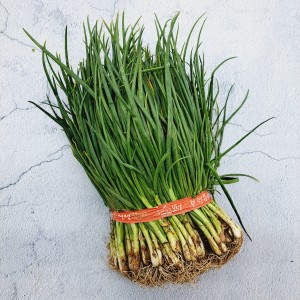 보성 흙쪽파 600g