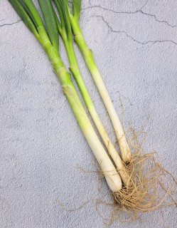국내산 진도 대파 500g