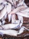 서해안 횟감 꼴뚜기 250g (27-38미)