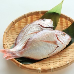 반건조 도미 1미