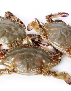 국내산 활 암꽃게 1kg (3미-4미)