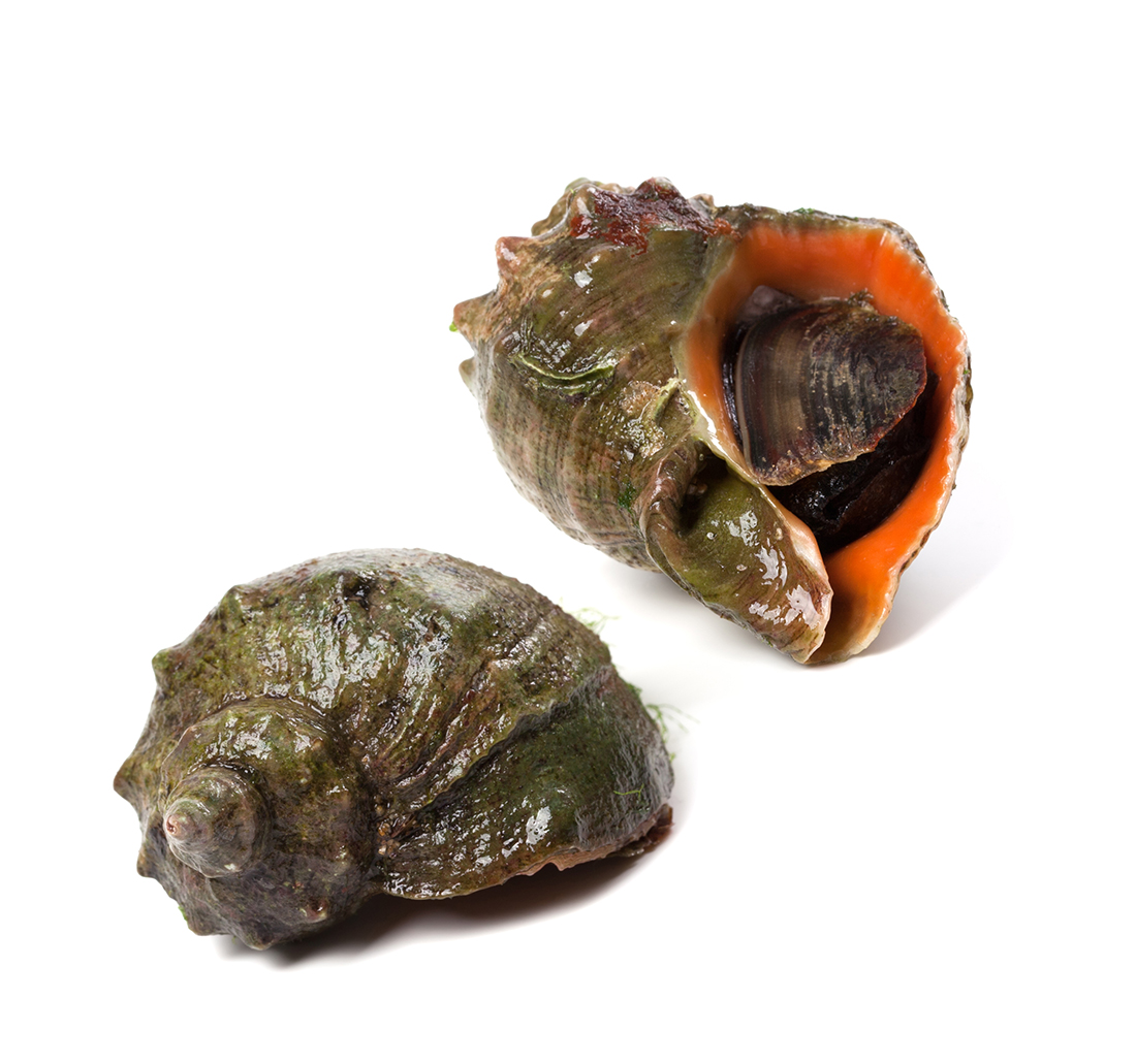 싱싱한 활 참소라 대 1kg (3-5미)