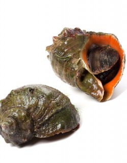 싱싱한 활 참소라 대 1kg (3-5미)