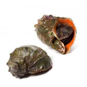싱싱한 활 참소라 대 1kg (3-5미)