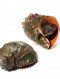 싱싱한 활 참소라 대 1kg (3-5미)