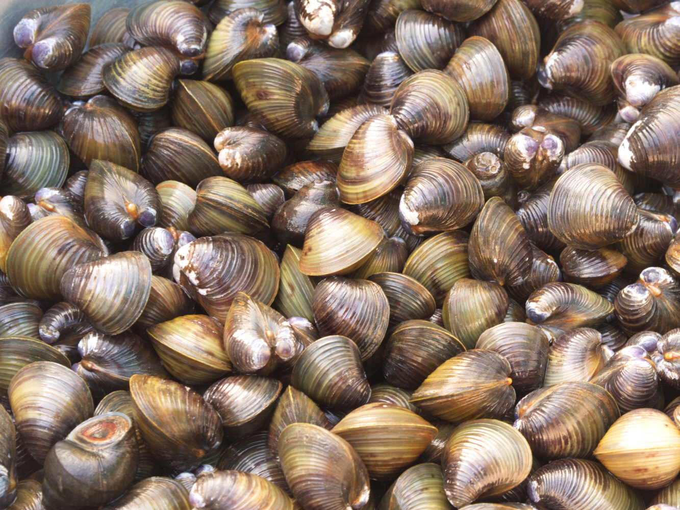 섬진강 재첩 300g