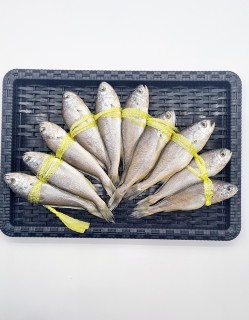 영광굴비 참조기 특 1.2kg(10미)